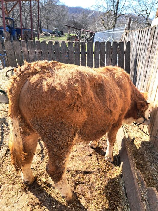 Tăuraș 300 kg 11 luni