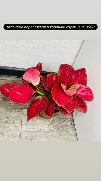 Продам взрослые комнатные цветы
