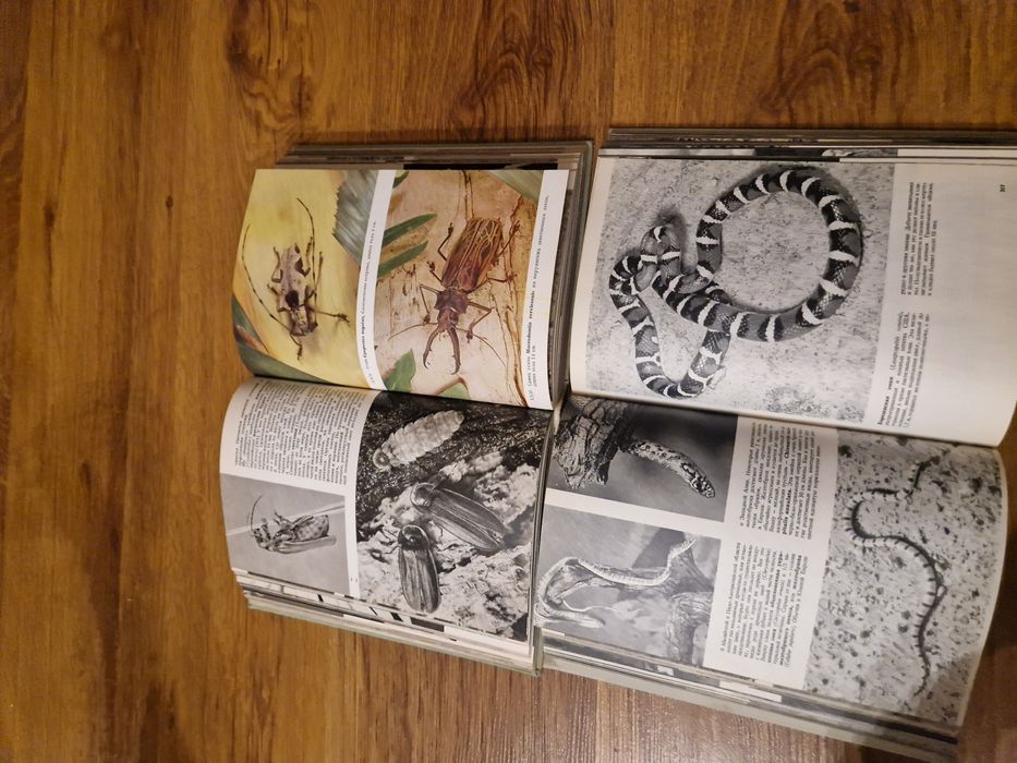 Шантарам  книга роман