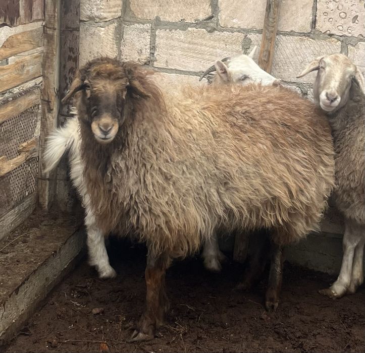 Семіз қой сатылады