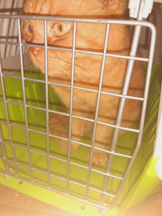 кот шотландский вислоухий