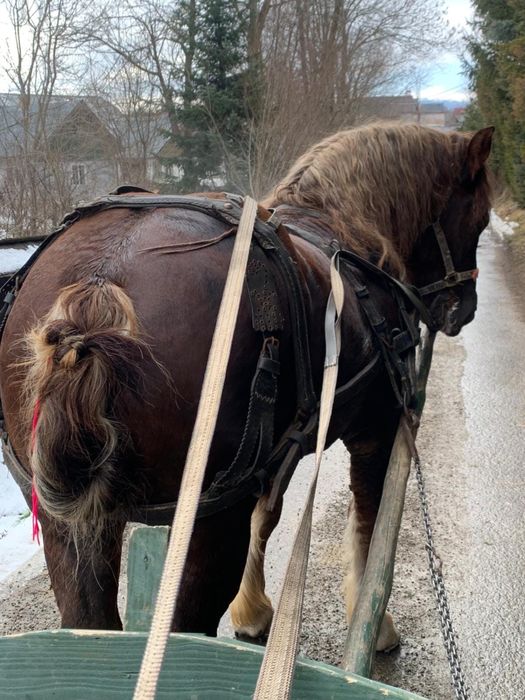 Vand Manz de 2 ani jumate.