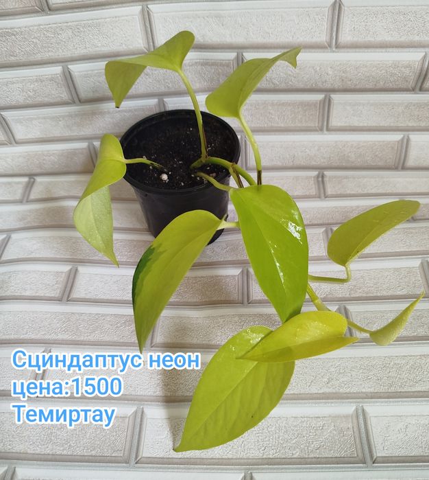Продаю комнатные растения