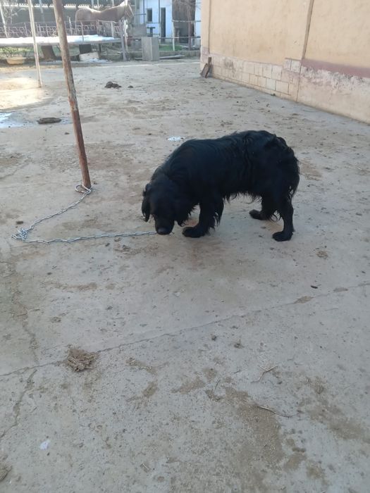 ит охотничьи собака