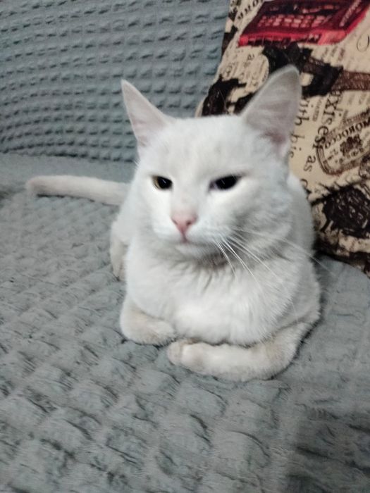 Отдам кота в добрые руки