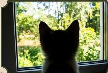 Котята бесплатно