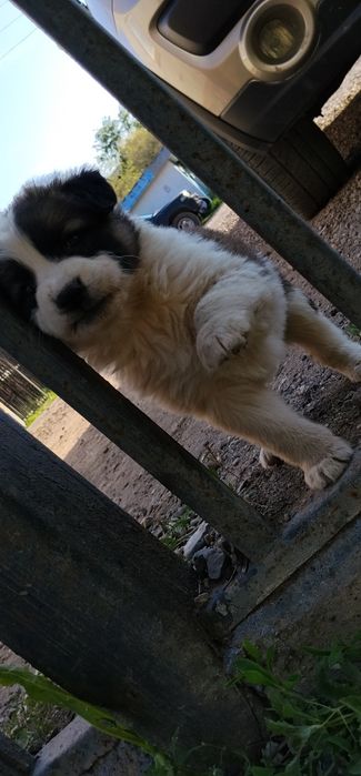 Щенята ищут дом
3 девочки, 2 месяца, дворняжки. Активные