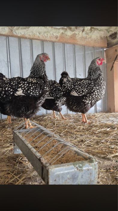 Wyandotte argiuntiu oua de incubat