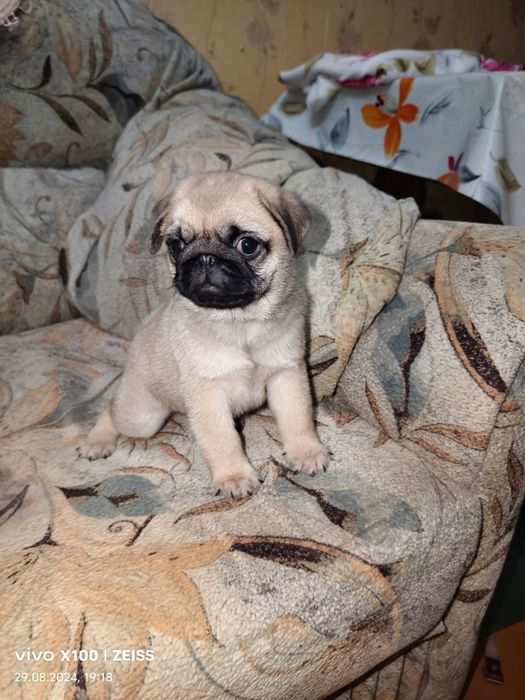 Продам щенков Мопса.