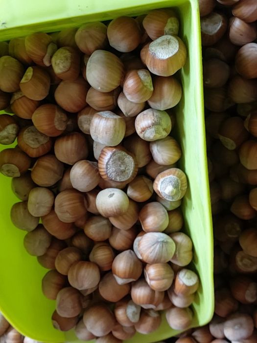 Alune proaspete din propria livadă