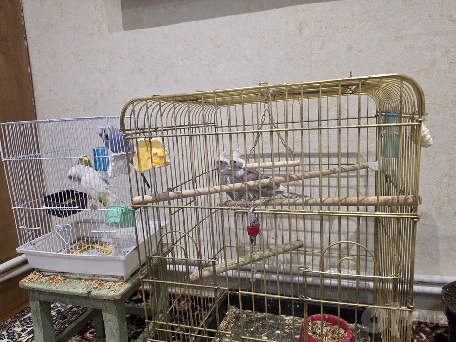 Корелла, волнистые попугаи