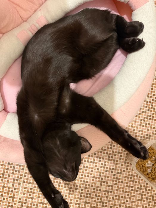 Отдам котенка в добрые руки!