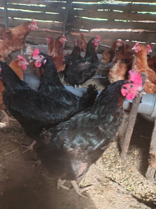 Găini negre de vânzare