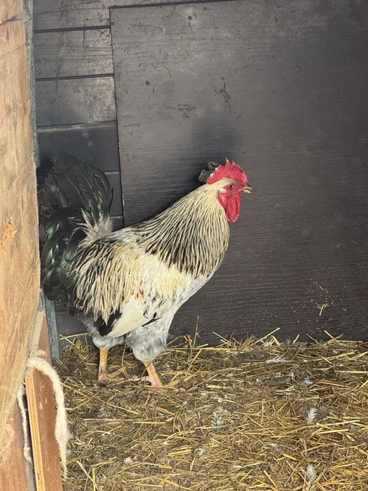 Продам петух