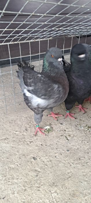 Disponibili kingi