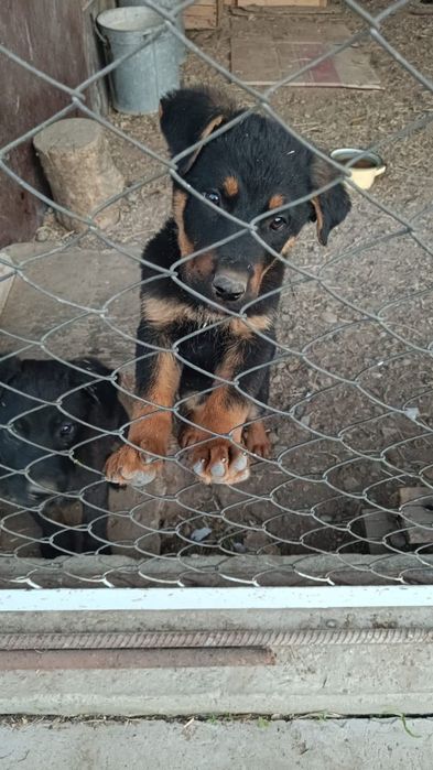 Малховеры (помесь немца и ротвейлера)