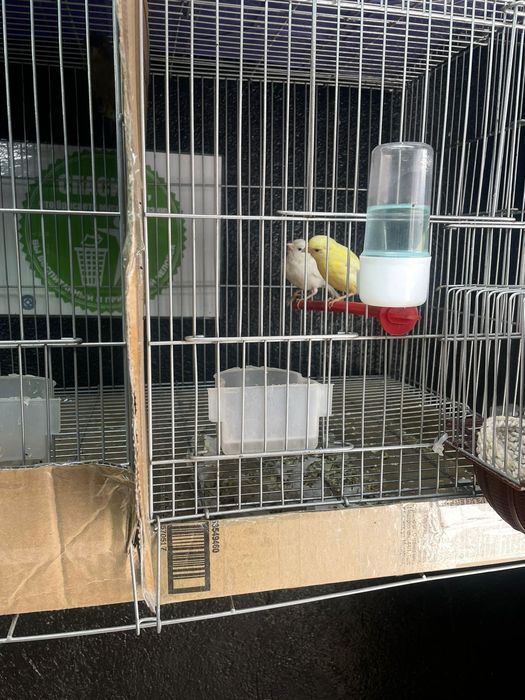 Конорейки в наличии