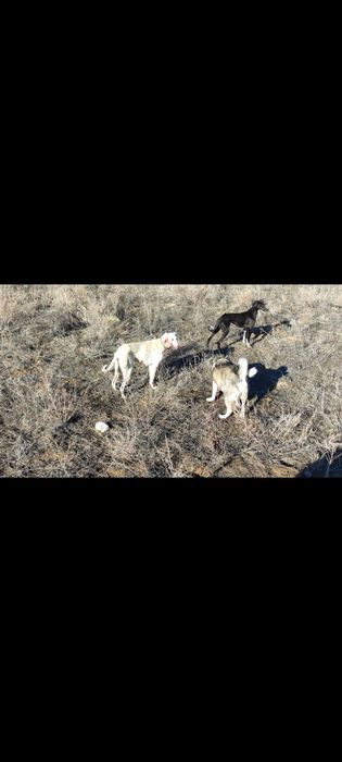 Лайка Западна сибирская