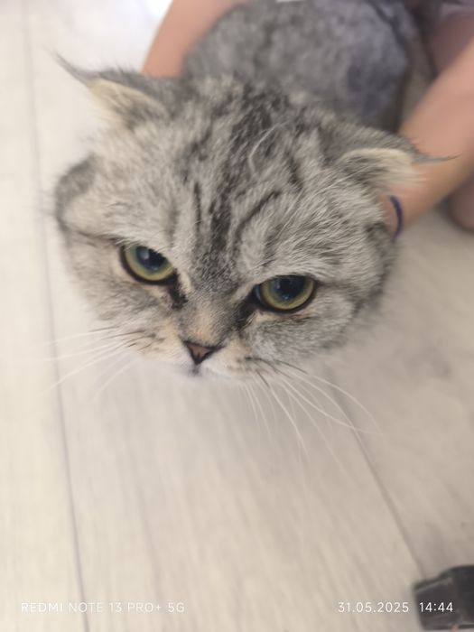 Шотландская вислоуха кошка