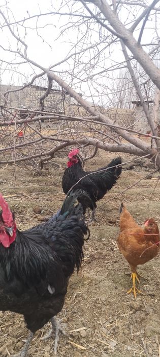 Qora shahzoda 4 ta xuroz 200 mingdan