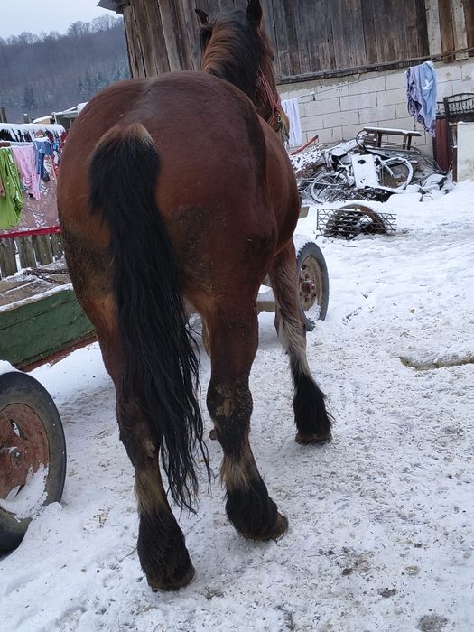 Iapă de 4 ani are 1,85m și 800kg