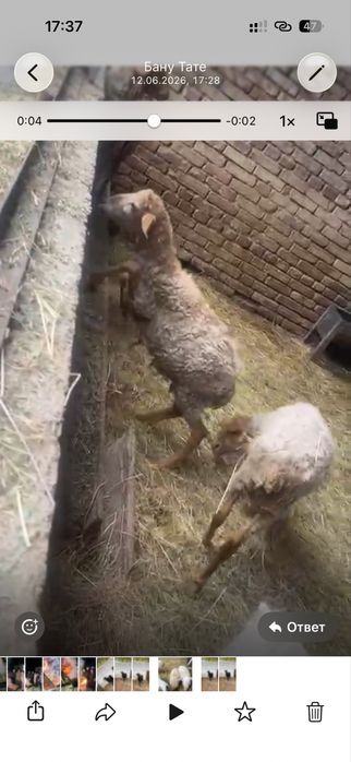 1 козленок и 6 барашек