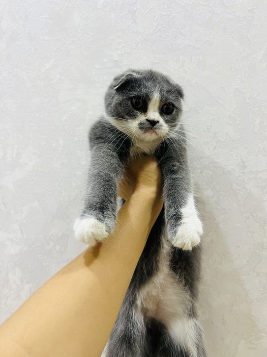 Продаётся кошка девочка