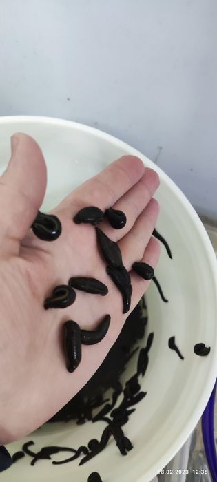 Zuluk, Зулук, Пиявки медицинские аптечные