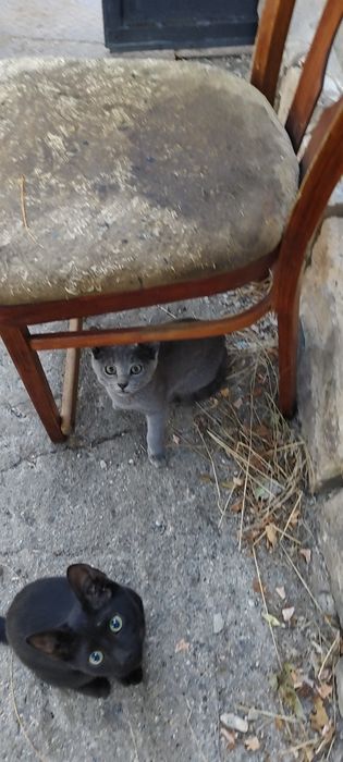 Кошка очень хорошая