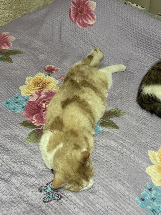 Пропал кот 15.02