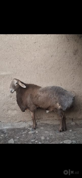 Zotga qo'chqor sotiladi