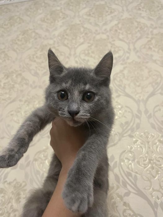 Кот серый отдам в хорошие руки бесплатно