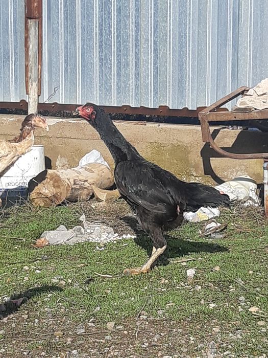 Продам чуже тауықтар