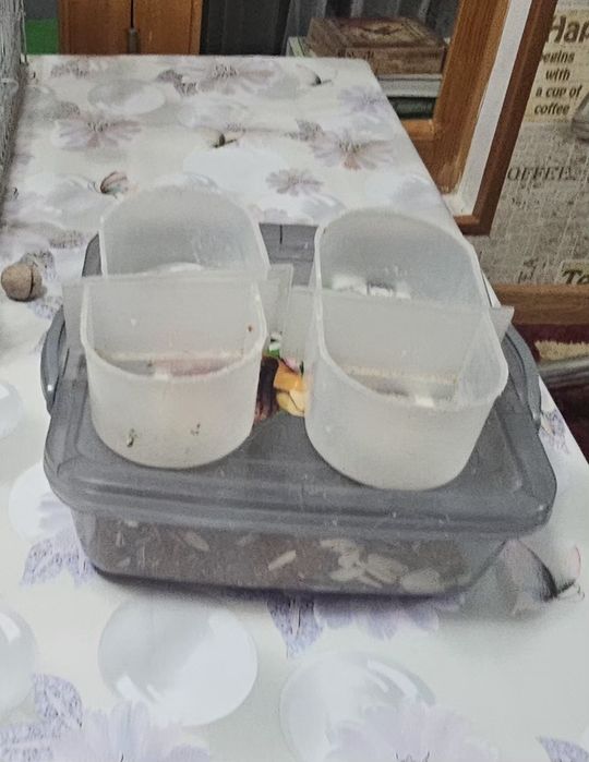 Papugaylar uchun qafas sotiladi