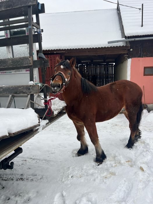 Vand mânz de 1 an si 8 luni