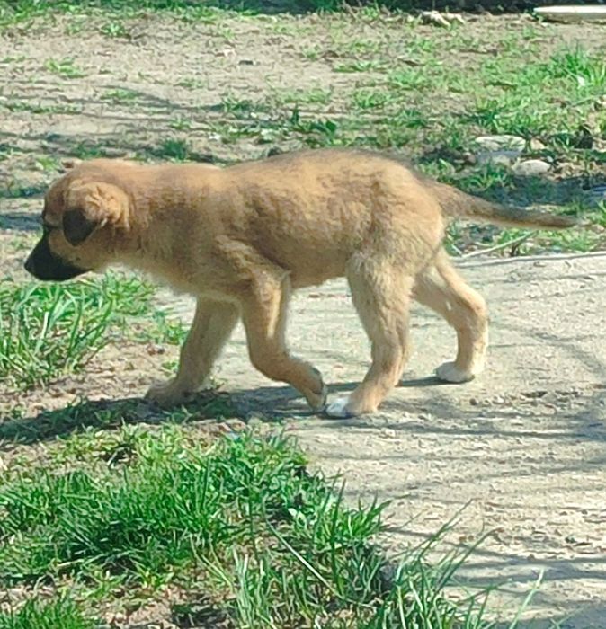 Щенки отдам звоночек