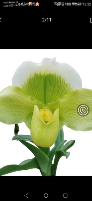 Пафиопедилум, венерин башмачек