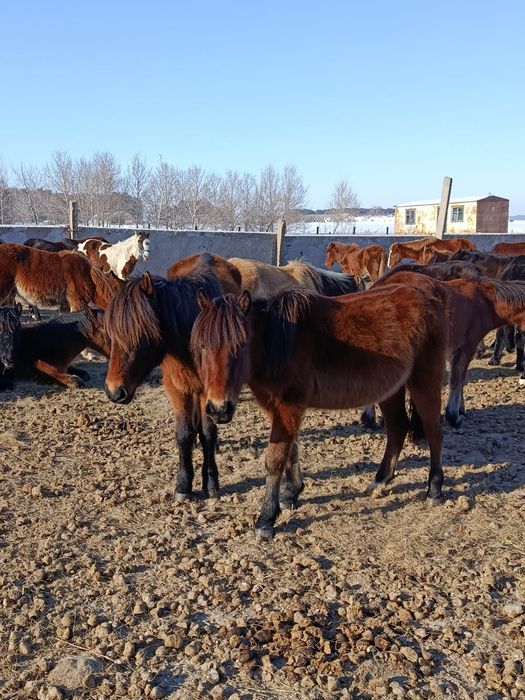 Лошади, продаю парой, или раздельно, обе девочки