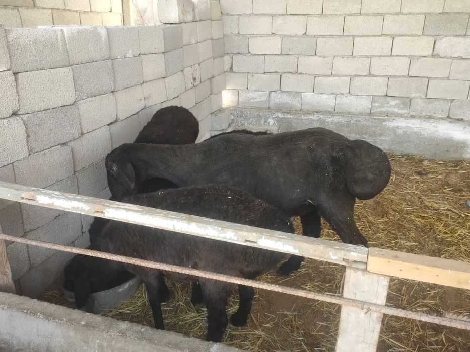 Кошкар от крокадил