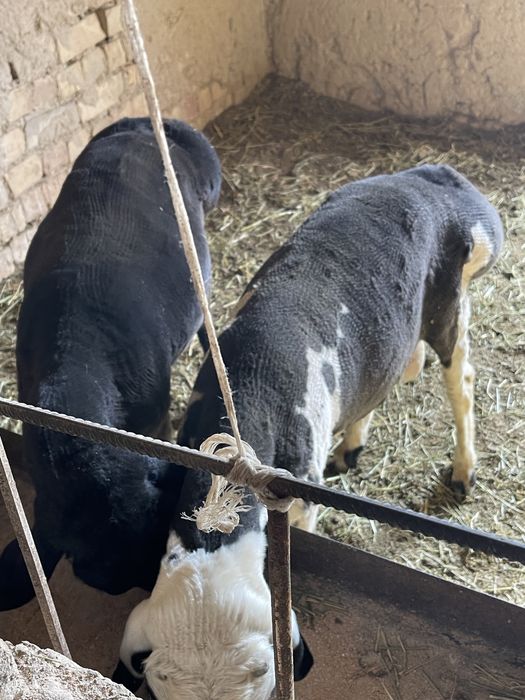 3 қозилар сотилади