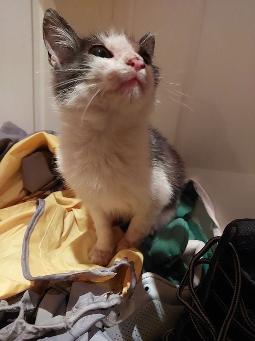 Котенок в добрые руки