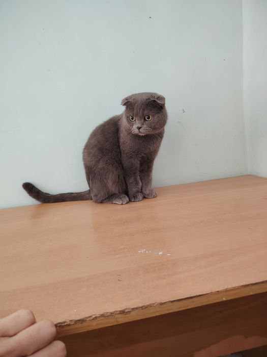 Mushugumiz ogil bola