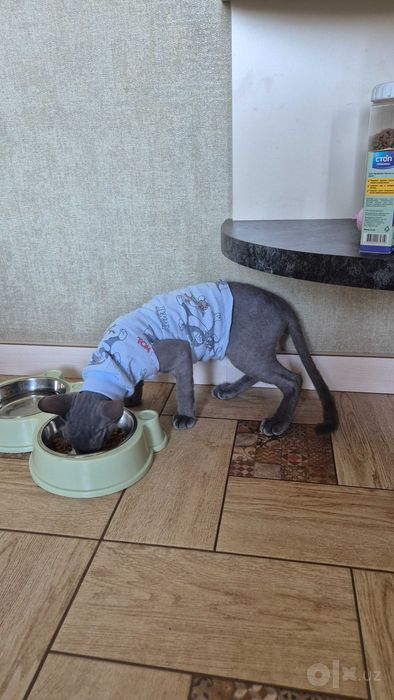 Продам котика сфинкс браш