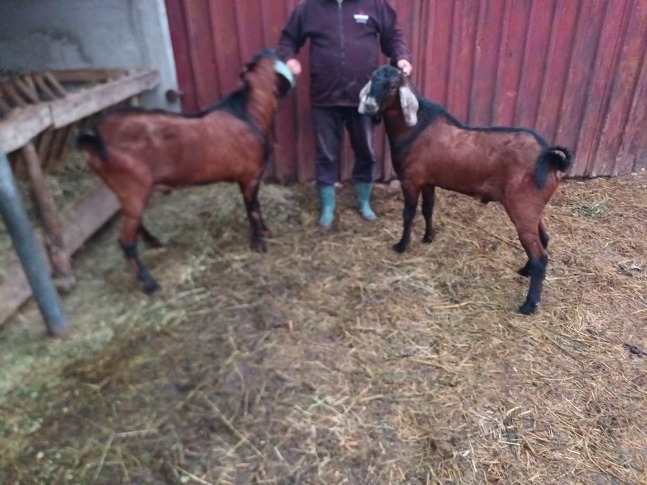 Vand Tap anglo-nubian