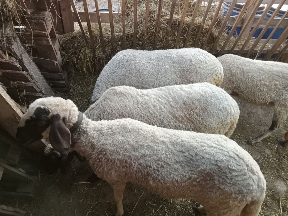 Продавам овце...