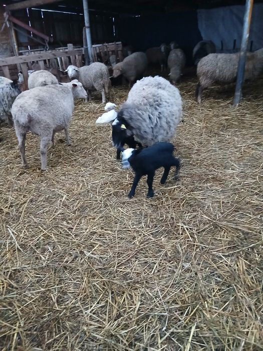 Vând 2 oi romanov una cu 2 miei si una asaf cu mieluta.si una depusa d