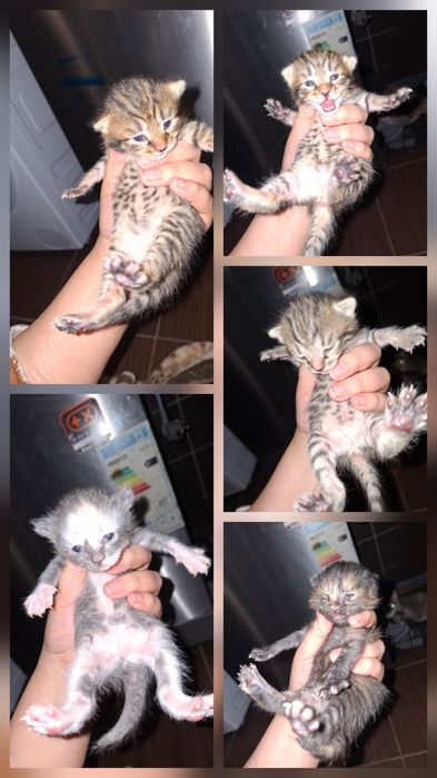 Срочно отдам в хорошие руки