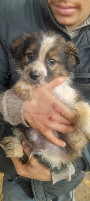 Щенята в добрые руки