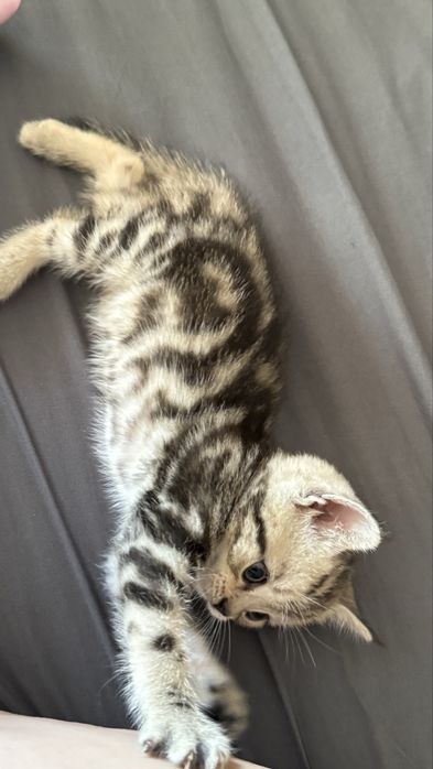 Продам британского котенка