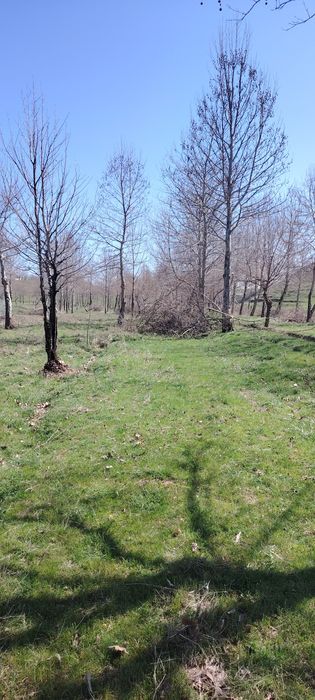 Ветки бесплатно отдам